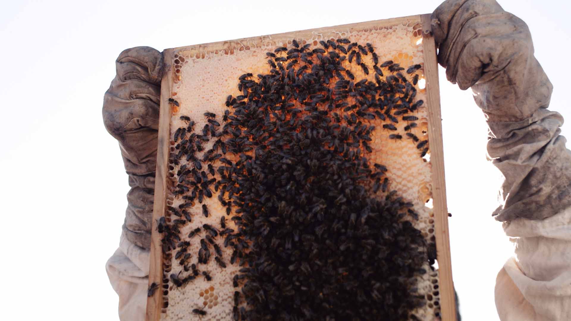WIRSINDFUX_Episode02_Carsten_Bienenfilm_Final_ProResHQ_00_01_07_02