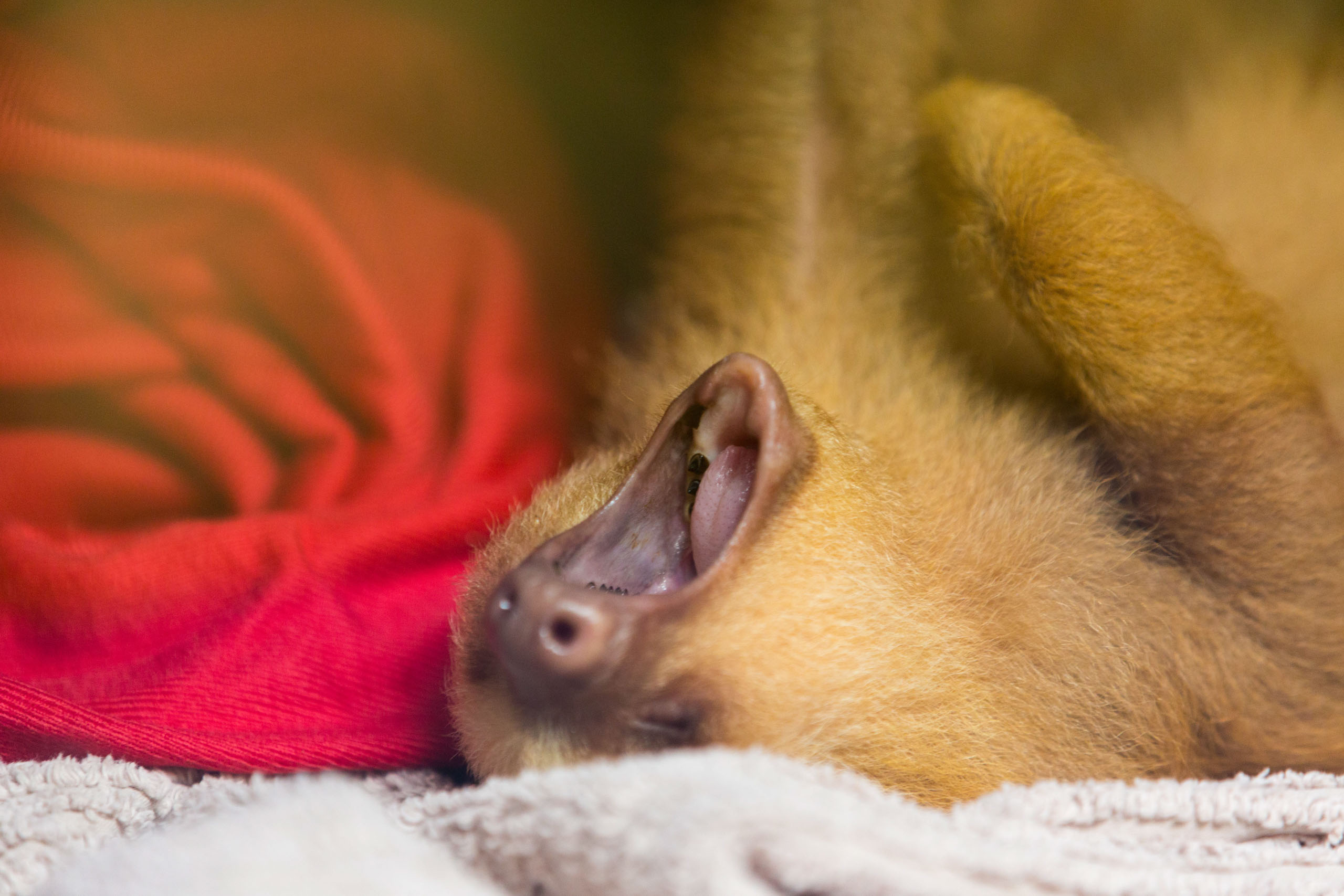 CostaRica2015-9003_Web