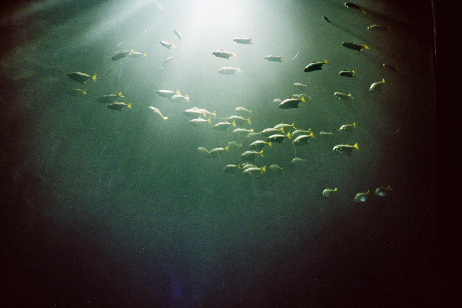 imm016_15